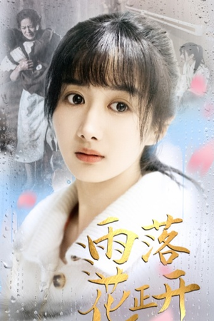雨落花正开（62集）在哪看免费