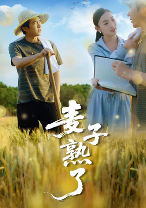 麦子熟了（52集）全集免费