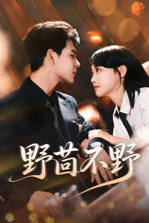 野茴不野（67集）古装热门短剧