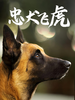 忠犬飞虎（33集）精彩短剧免费看