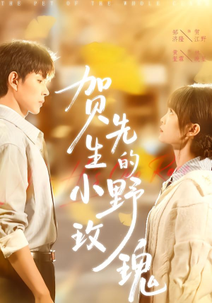 贺先生的小野玫瑰（99集）短剧全集完整版