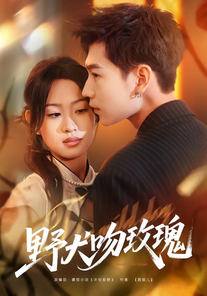 野犬吻玫瑰（70集）看短剧放松一下