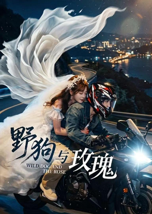 野狗与玫瑰（30集）精彩短剧来袭